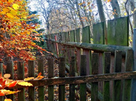 Foto de Vallas naturales, de madera, vallas vivas de otoño. - Imagen libre de derechos