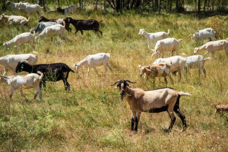 Téléchargez les photos : Grupo de cabras comiendo en el monte. - en image libre de droit