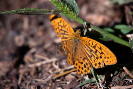 Téléchargez les photos : Mariposa naranja de los Pirineos posada sobre la vegetacion. - en image libre de droit