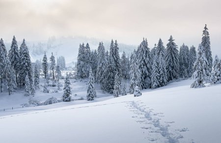 Téléchargez les photos : Paysage hivernal enneigé tranquille dans les montagnes de la forêt de Bregenz, Vorarlberg, Autriche - en image libre de droit
