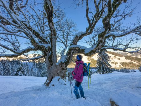 Téléchargez les photos : Belle et active femme âgée randonnée en raquettes dans la neige poudreuse profonde dans les Alpes Allgau, Bavière, Allemagne - en image libre de droit