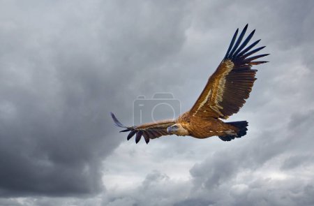 Téléchargez les photos : Vautour Griffon volant dans le parc national de Montfrague, Estrémadure, Espagne - en image libre de droit
