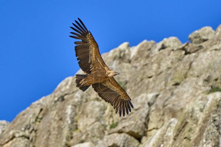 Téléchargez les photos : Vautour Griffon volant dans le parc national de Montfrague, Estrémadure, Espagne - en image libre de droit