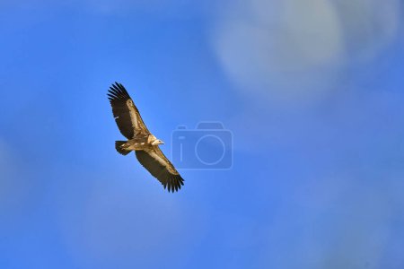 Photo for Flying Griffon vulture in the Montfrague National Park, Extremadura, Spain - Royalty Free Image