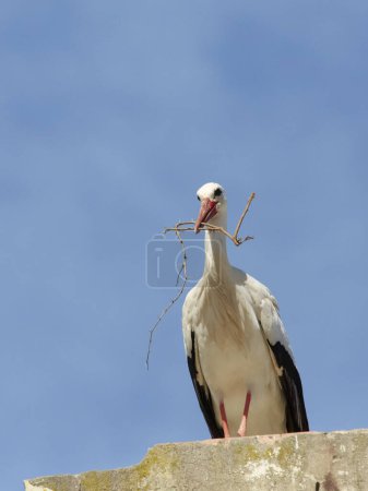 Foto de Cigüeñas blancas, ciconia ciconia, anidación, volando en una colonia de cigüeñas en Andalucía cerca de Jerez de la Frontera, España - Imagen libre de derechos
