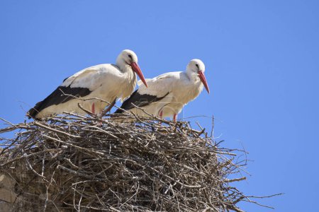 Téléchargez les photos : Cigognes blanches, ciconia ciconia, nidification, vol dans une colonie de cigognes en Andalousie près de Jerez de la Frontera, Espagne - en image libre de droit