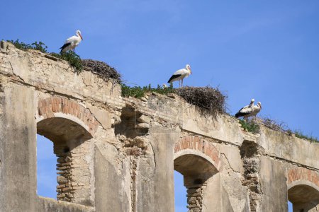 Foto de Cigüeñas blancas, ciconia ciconia, anidación, volando en una colonia de cigüeñas en Andalucía cerca de Jerez de la Frontera, España - Imagen libre de derechos