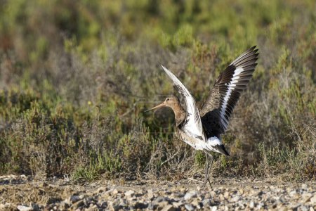 Foto de Brown Ibis, Plegadis falcinellus in the Doana, Andalucía, España - Imagen libre de derechos