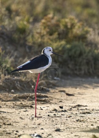 Photo for Black-winged Stilz sea bird in its natural habitat in the wetlands of Isla Christina, Andalusia, Spain - Royalty Free Image