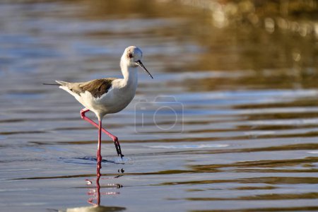 Black-winged Stilz sea bird in its natural habitat in the wetlands of Isla Christina, Andalusia, Spain