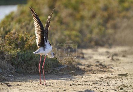 Black-winged Stilz sea bird in its natural habitat in the wetlands of Isla Christina, Andalusia, Spain