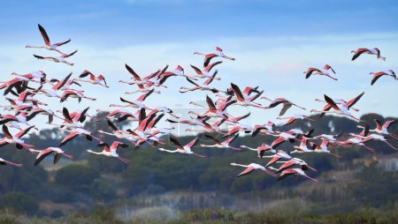 Photo for Rose flamingos, Phenicopterus roseus, in the wetlands of Isla Christina, Andalusia Spain - Royalty Free Image