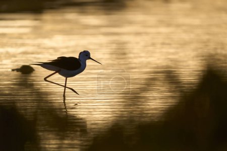 Téléchargez les photos : Oiseau de mer du Stilz à ailes noires dans son habitat naturel dans les zones humides d'Isla Christina, Andalousie, Espagne - en image libre de droit