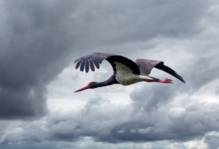 Photo for Flying black stork, ciconia nigra, in Andalusia near Jerez de la Frontera, Spain - Royalty Free Image