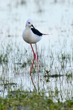 Photo for Black-winged Stilt sea bird in its natural habitat in the wetlands of IParque Nacional de Doana, Andalusia, Spain - Royalty Free Image