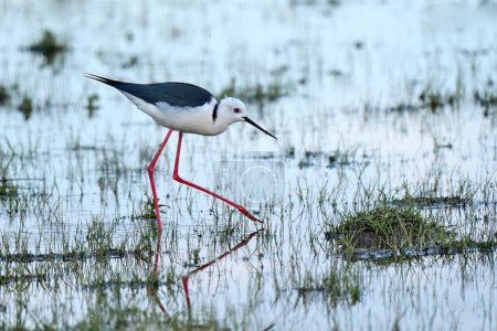 Photo for Black-winged Stilt sea bird in its natural habitat in the wetlands of IParque Nacional de Doana, Andalusia, Spain - Royalty Free Image