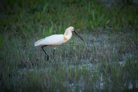common spoonbill bird in its natural habitat of Doana National Park, Andalusia, Spain