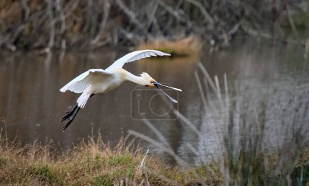 Photo for Common spoonbill bird in its natural habitat of Doana National Park, Andalusia, Spain - Royalty Free Image