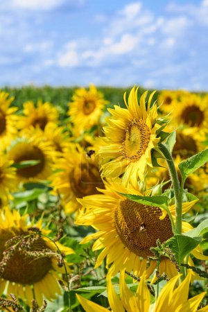 Photo for Agricultural field with blooming sunflowers and other colorful flowers - Royalty Free Image