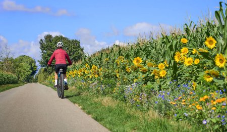 Photo for Nice senior woman cycling with her electric mountain bike in a blooming field of sunflowers - Royalty Free Image