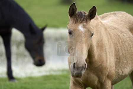 Photo for Wild horse in the Parque Nacional de Doana, Andalusia, Spain - Royalty Free Image