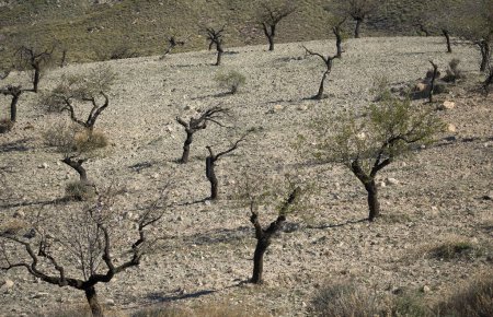Téléchargez les photos : Oliviers séchés par manque d'eau en Andalousie, Espagne - en image libre de droit