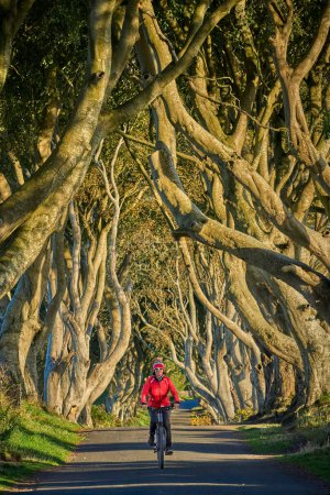 Photo for Nice senior woman cycling in the famous beech avenue of Dark Hedges near Bushmills in Northern Ireland, UK - Royalty Free Image