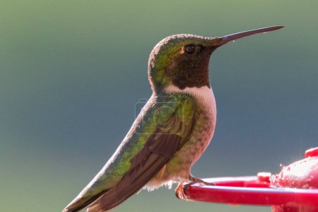 Ruby Throated Hummingbird at a feeder