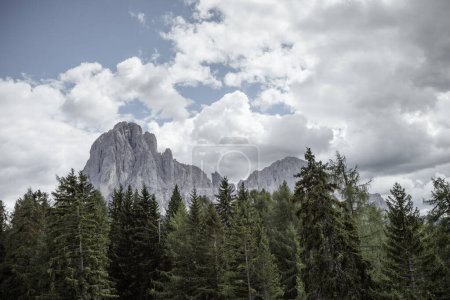hidden view on Sasso Lungo group from an alpine forest in Dolomites