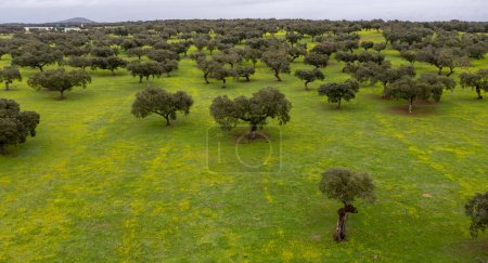 Photo for Aerial view of Holm oak trees landscape extremadura dehesas - Royalty Free Image