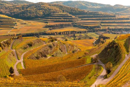 Autumn colored vineyards in the Kaiserstuhl Germany