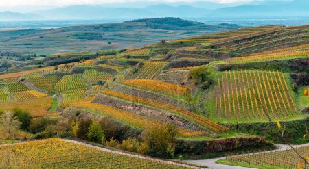 Photo for Autumn colored vineyards in the Kaiserstuhl Germany - Royalty Free Image
