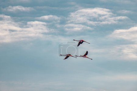 Téléchargez les photos : Des flamants roses volent contre un ciel bleu en Algarve - en image libre de droit