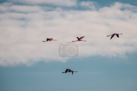 Téléchargez les photos : Des flamants roses volent contre un ciel bleu en Algarve - en image libre de droit