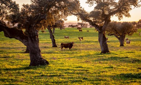 Cows on green pasture between holm oak trees at sunset in the Alentejo region Portugal