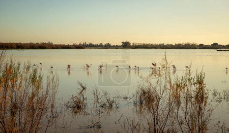 Laguna de El Rocio Reserva natural para aves acuáticas en el Parque Nacional de la donana en Andalucía España