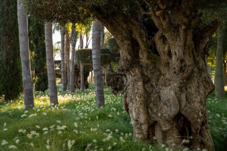 Plant diversity landscape in Oriental Park Bacalhoa Buddha Eden in Portugal