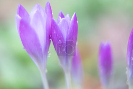 hermosa flor púrpura en el jardín Naturaleza Primavera Temporada Fondos 