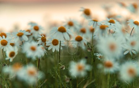 Photo for Beautiful chamomile flowers meadow blurred  close up shot Nature flower meadow background and Wallpaper - Royalty Free Image