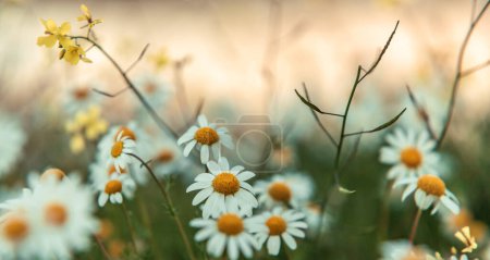 beautiful chamomile flowers meadow blurred  close up shot Nature flower meadow background and Wallpaper 