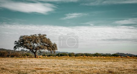 Typical landscape in Alentejo with animal herds and flowery meadows Alentejo Portugal rural scenery 
