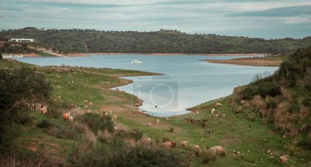 a herd of sheep in the countryside of Alentejo Portugal domesticated herd animals in the landscape in Europe