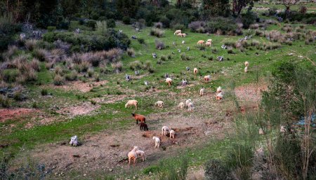 una manada de ovejas en el campo de Alentejo Portugal domesticó animales de la manada en el paisaje en Europa