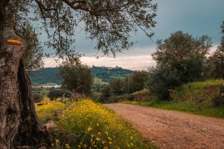 Straße zwischen Olivenbäumen und blühenden Feldern in der Alentejo-Landschaft, Reisen Portugal Landtourismus 