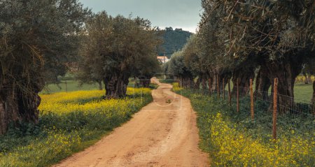 Straße zwischen Olivenbäumen und blühenden Feldern in der Alentejo-Landschaft, Reisen Portugal Landtourismus 