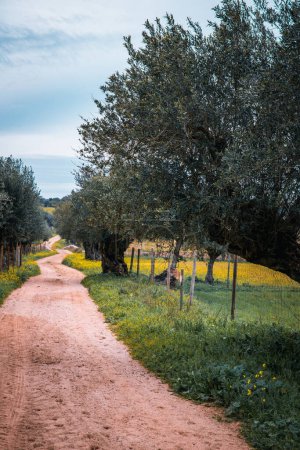 road between olive trees and flowering fields in the Alentejo Contryside, Travel Portugal rural tourism 
