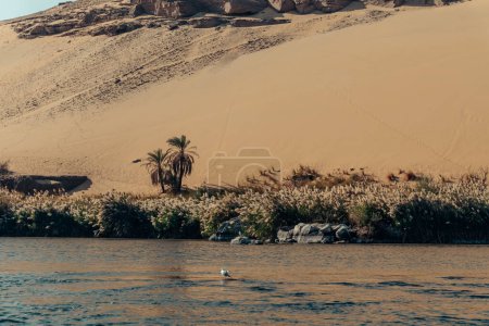 Nile river bank oases landscape in Egypt