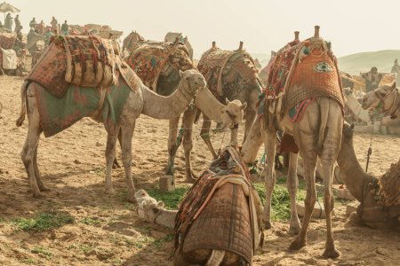 Touristen transportieren Tiere an den Pyramiden von Gizeh