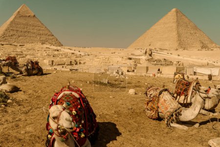 Touristen transportieren Tiere an den Pyramiden von Gizeh