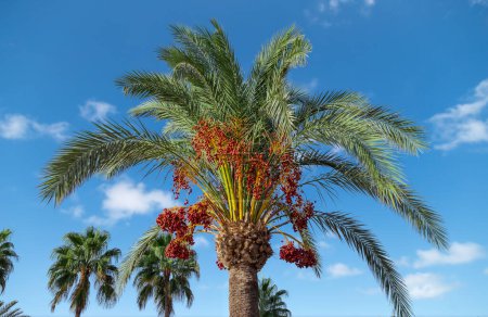 View of a palm crown with ripe red dates in the background blue sky with white clouds.